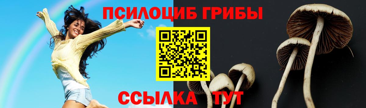 Галлюциногенные грибы Psilocybine cubensis Дмитров